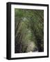 Bamboo Avenue, St. Elizabeth, Jamaica, West Indies, Caribbean, Central America-Ethel Davies-Framed Photographic Print