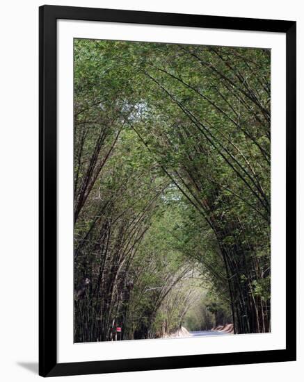 Bamboo Avenue, St. Elizabeth, Jamaica, West Indies, Caribbean, Central America-Ethel Davies-Framed Photographic Print