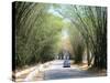 Bamboo Avenue, St. Elizabeth, Jamaica, West Indies, Central America-Sergio Pitamitz-Stretched Canvas