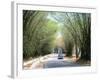 Bamboo Avenue, St. Elizabeth, Jamaica, West Indies, Central America-Sergio Pitamitz-Framed Photographic Print