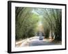 Bamboo Avenue, St. Elizabeth, Jamaica, West Indies, Central America-Sergio Pitamitz-Framed Photographic Print