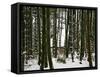 Bamboo Bush in Snow-null-Framed Stretched Canvas