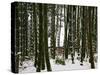 Bamboo Bush in Snow-null-Stretched Canvas