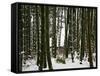 Bamboo Bush in Snow-null-Framed Stretched Canvas