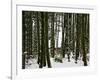 Bamboo Bush in Snow-null-Framed Photographic Print