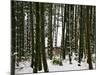 Bamboo Bush in Snow-null-Mounted Photographic Print