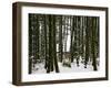 Bamboo Bush in Snow-null-Framed Photographic Print