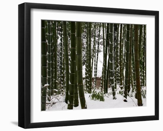 Bamboo Bush in Snow-null-Framed Photographic Print