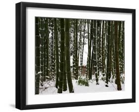 Bamboo Bush in Snow-null-Framed Photographic Print