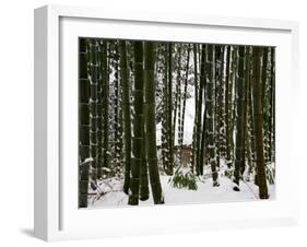 Bamboo Bush in Snow-null-Framed Photographic Print