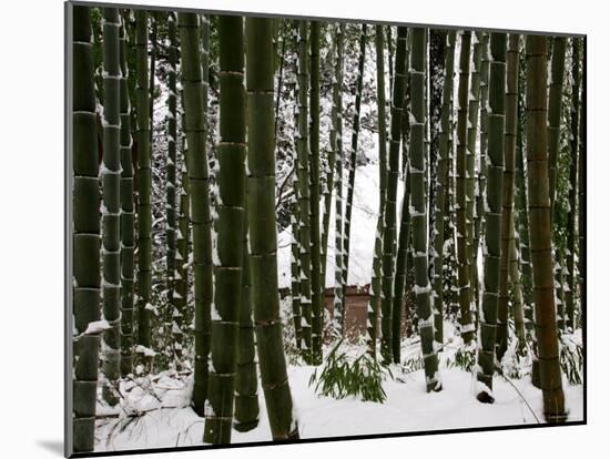 Bamboo Bush in Snow-null-Mounted Photographic Print