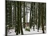 Bamboo Bush in Snow-null-Mounted Photographic Print