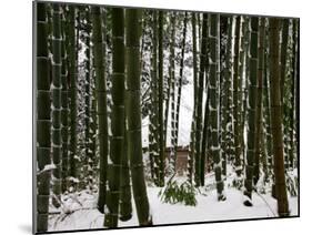 Bamboo Bush in Snow-null-Mounted Photographic Print