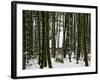 Bamboo Bush in Snow-null-Framed Photographic Print