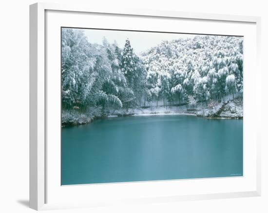 Bamboo Bush in Snow-null-Framed Photographic Print