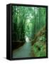 Bamboo Bushes-null-Framed Stretched Canvas