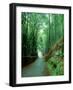 Bamboo Bushes-null-Framed Premium Photographic Print