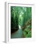 Bamboo Bushes-null-Framed Premium Photographic Print
