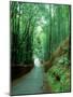 Bamboo Bushes-null-Mounted Premium Photographic Print