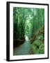 Bamboo Bushes-null-Framed Photographic Print