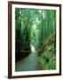 Bamboo Bushes-null-Framed Photographic Print