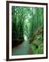 Bamboo Bushes-null-Framed Photographic Print