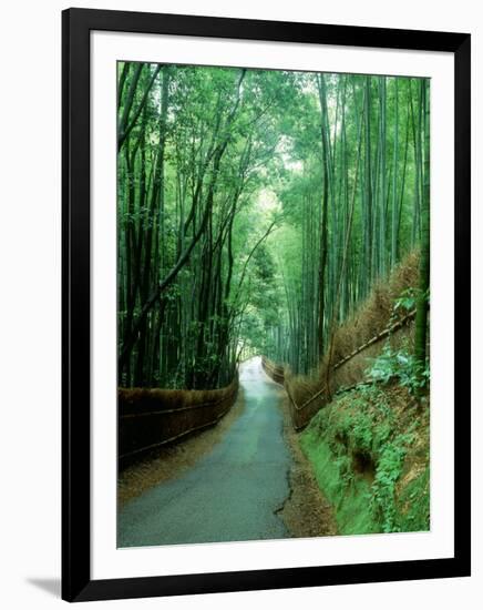 Bamboo Bushes-null-Framed Photographic Print