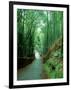 Bamboo Bushes-null-Framed Photographic Print