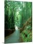 Bamboo Bushes-null-Mounted Photographic Print