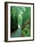 Bamboo Bushes-null-Framed Photographic Print