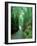 Bamboo Bushes-null-Framed Photographic Print
