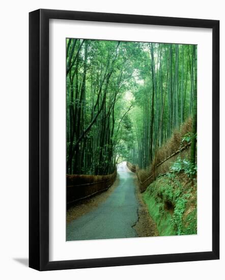 Bamboo Bushes-null-Framed Photographic Print