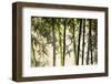 Bamboo casting shadows, Suzhou, Jiangsu Province, China-Keren Su-Framed Photographic Print