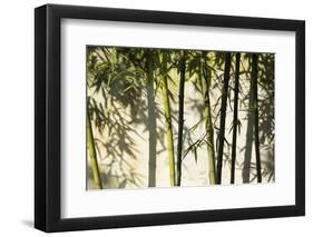 Bamboo casting shadows, Suzhou, Jiangsu Province, China-Keren Su-Framed Photographic Print