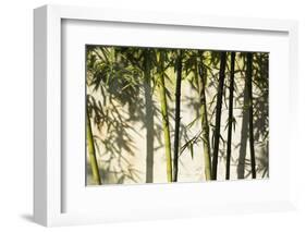 Bamboo casting shadows, Suzhou, Jiangsu Province, China-Keren Su-Framed Photographic Print