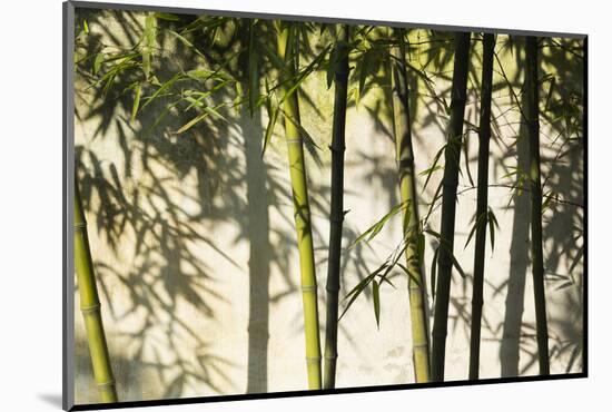 Bamboo casting shadows, Suzhou, Jiangsu Province, China-Keren Su-Mounted Photographic Print