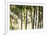 Bamboo casting shadows, Suzhou, Jiangsu Province, China-Keren Su-Framed Premium Photographic Print