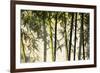 Bamboo casting shadows, Suzhou, Jiangsu Province, China-Keren Su-Framed Premium Photographic Print