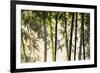 Bamboo casting shadows, Suzhou, Jiangsu Province, China-Keren Su-Framed Premium Photographic Print