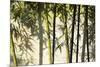 Bamboo casting shadows, Suzhou, Jiangsu Province, China-Keren Su-Mounted Premium Photographic Print