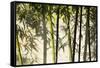 Bamboo casting shadows, Suzhou, Jiangsu Province, China-Keren Su-Framed Stretched Canvas