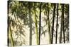 Bamboo casting shadows, Suzhou, Jiangsu Province, China-Keren Su-Stretched Canvas