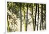 Bamboo casting shadows, Suzhou, Jiangsu Province, China-Keren Su-Framed Photographic Print