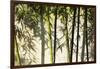 Bamboo casting shadows, Suzhou, Jiangsu Province, China-Keren Su-Framed Photographic Print