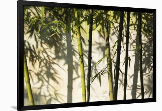 Bamboo casting shadows, Suzhou, Jiangsu Province, China-Keren Su-Framed Photographic Print