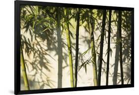 Bamboo casting shadows, Suzhou, Jiangsu Province, China-Keren Su-Framed Photographic Print