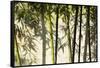 Bamboo casting shadows, Suzhou, Jiangsu Province, China-Keren Su-Framed Stretched Canvas