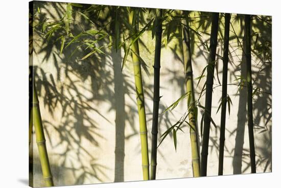 Bamboo casting shadows, Suzhou, Jiangsu Province, China-Keren Su-Stretched Canvas