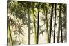 Bamboo casting shadows, Suzhou, Jiangsu Province, China-Keren Su-Stretched Canvas