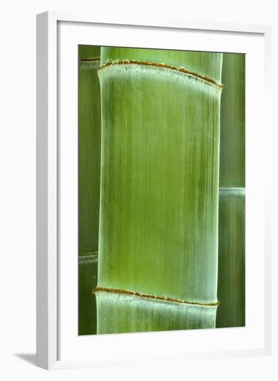 Bamboo Detail of the Stubble-null-Framed Photographic Print